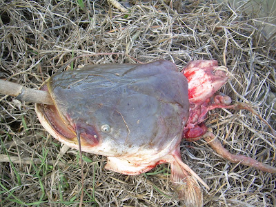 Las lanchas con el precio para la pesca